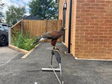 Harris hawk